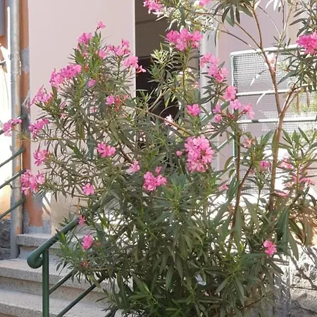 Bellesuite * تيرانا